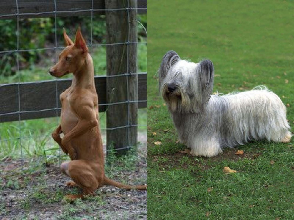 Skye Terrier vs Podenco Andaluz - Breed Comparison