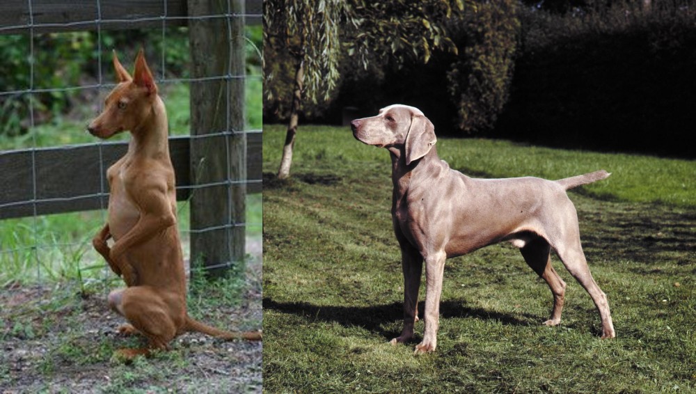 Smooth Haired Weimaraner vs Podenco Andaluz - Breed Comparison