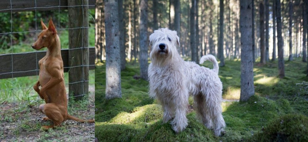 Soft-Coated Wheaten Terrier vs Podenco Andaluz - Breed Comparison