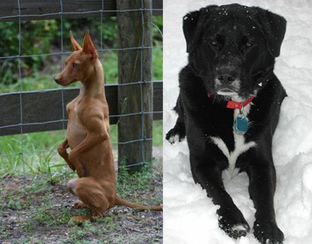 St. John's Water Dog vs Podenco Andaluz - Breed Comparison