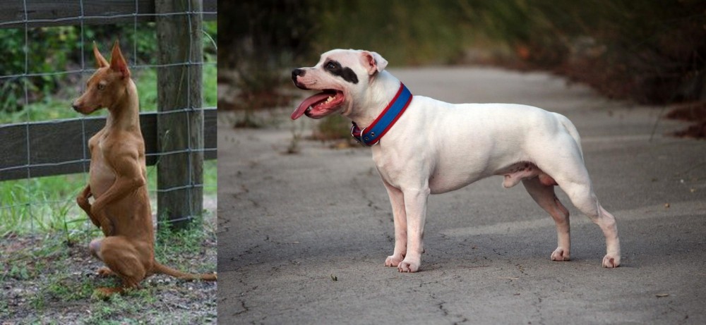 Staffordshire Bull Terrier vs Podenco Andaluz - Breed Comparison