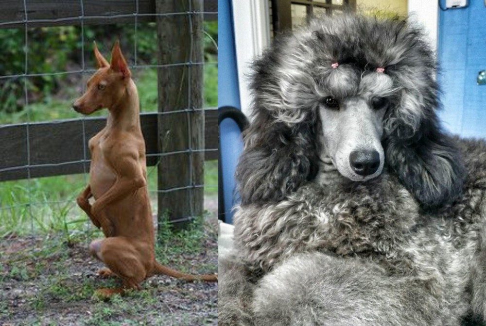 Standard Poodle vs Podenco Andaluz - Breed Comparison