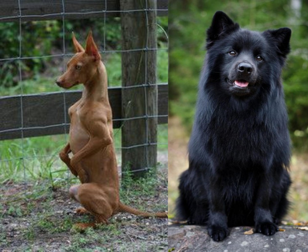 Swedish Lapphund vs Podenco Andaluz - Breed Comparison