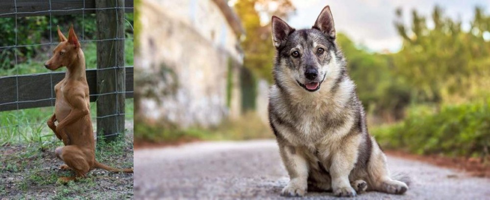 Swedish Vallhund vs Podenco Andaluz - Breed Comparison