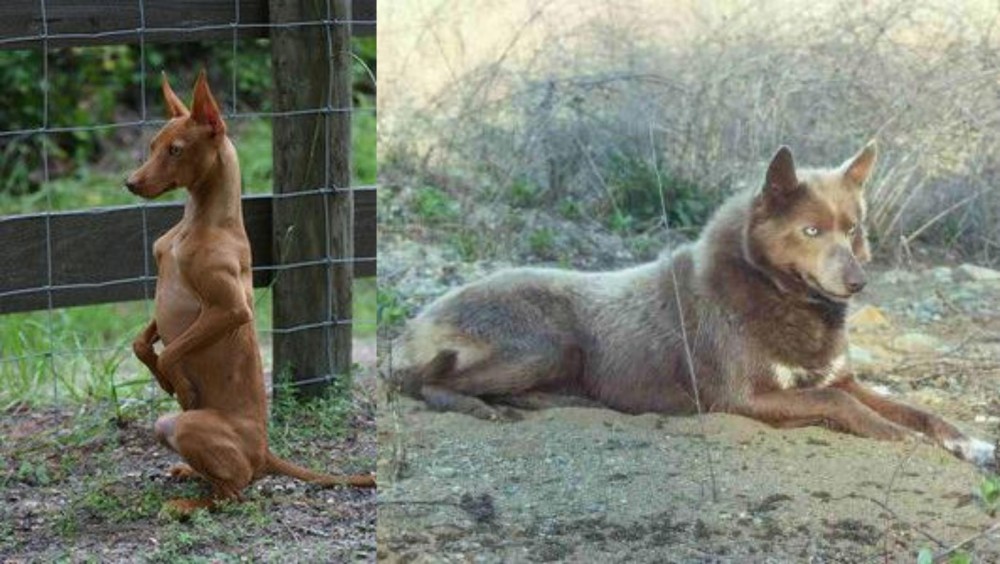 Tahltan Bear Dog vs Podenco Andaluz - Breed Comparison