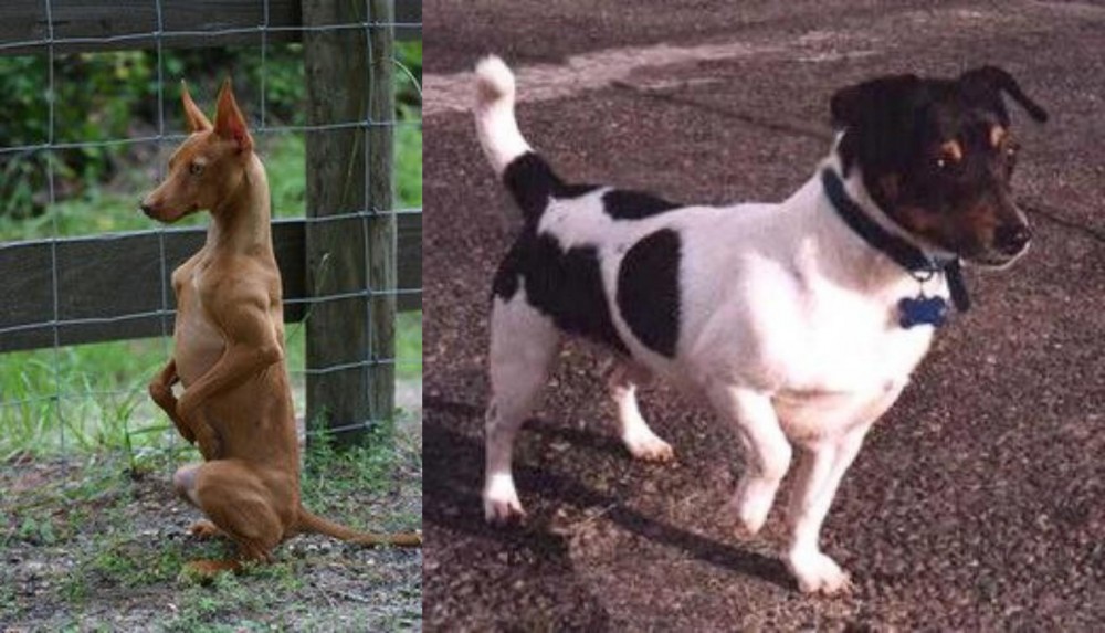 Teddy Roosevelt Terrier vs Podenco Andaluz - Breed Comparison