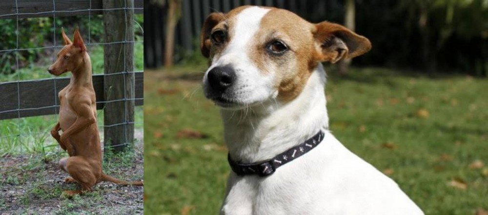 Tenterfield Terrier vs Podenco Andaluz - Breed Comparison