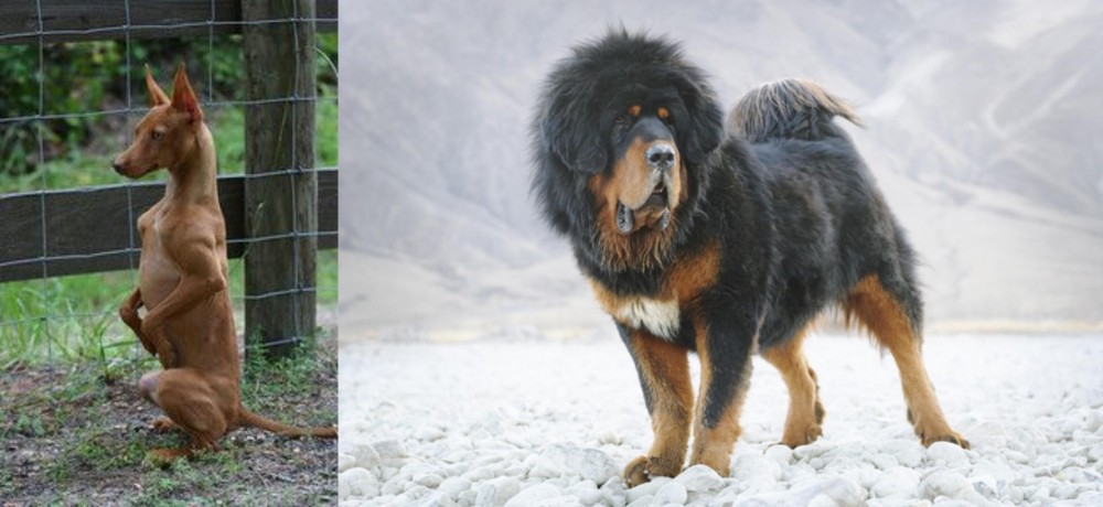 Tibetan Mastiff vs Podenco Andaluz - Breed Comparison