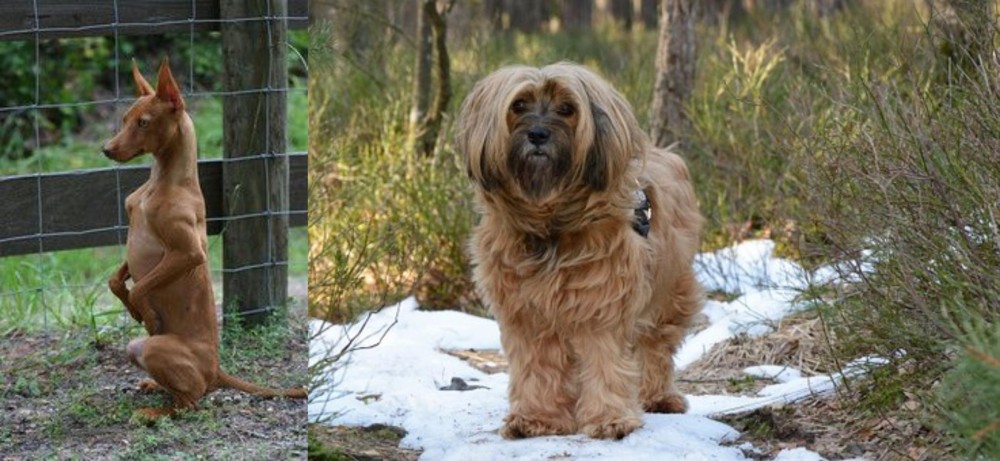 Tibetan Terrier vs Podenco Andaluz - Breed Comparison