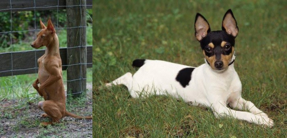 Toy Fox Terrier vs Podenco Andaluz - Breed Comparison