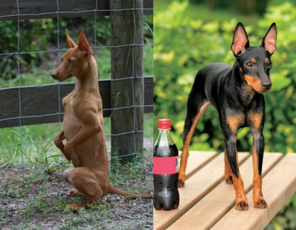 Toy Manchester Terrier vs Podenco Andaluz - Breed Comparison