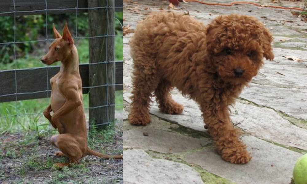 Toy Poodle vs Podenco Andaluz - Breed Comparison