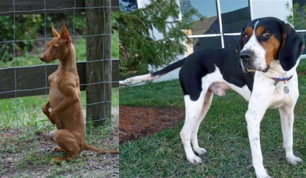 Treeing Walker Coonhound vs Podenco Andaluz - Breed Comparison