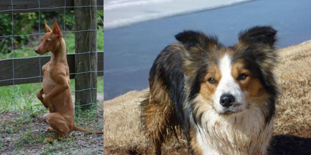 Welsh Sheepdog vs Podenco Andaluz - Breed Comparison