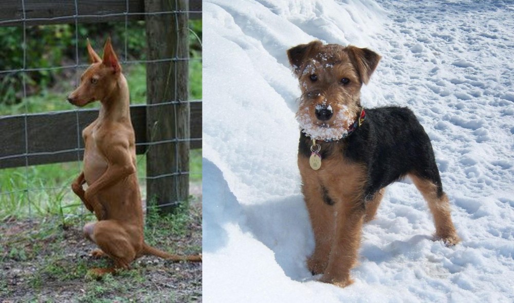Welsh Terrier vs Podenco Andaluz - Breed Comparison