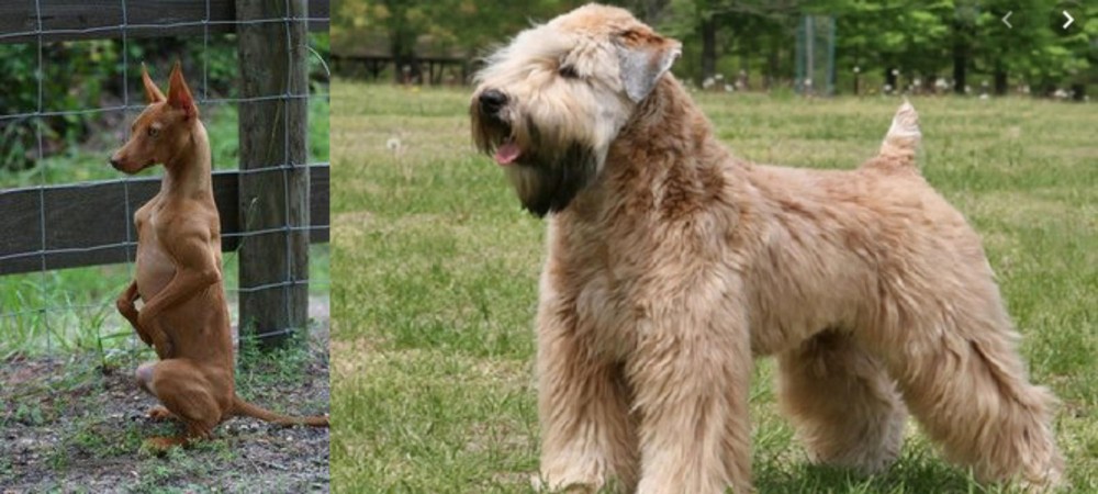 Wheaten Terrier vs Podenco Andaluz - Breed Comparison