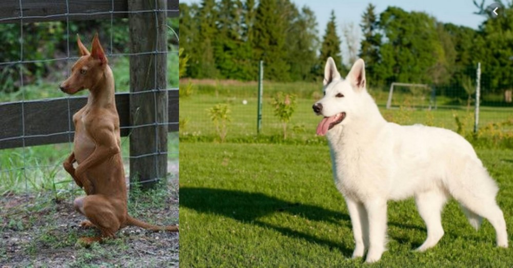 White Shepherd vs Podenco Andaluz - Breed Comparison