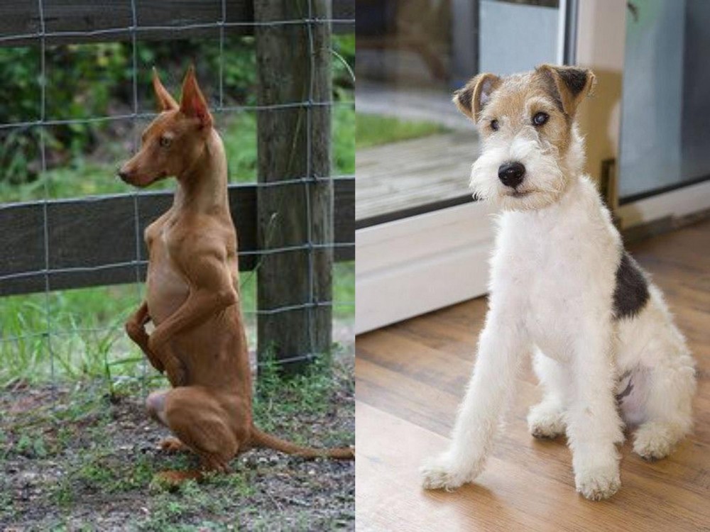 Wire Fox Terrier vs Podenco Andaluz - Breed Comparison
