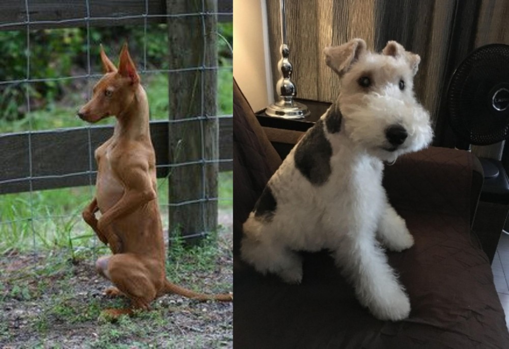 Wire Haired Fox Terrier vs Podenco Andaluz - Breed Comparison