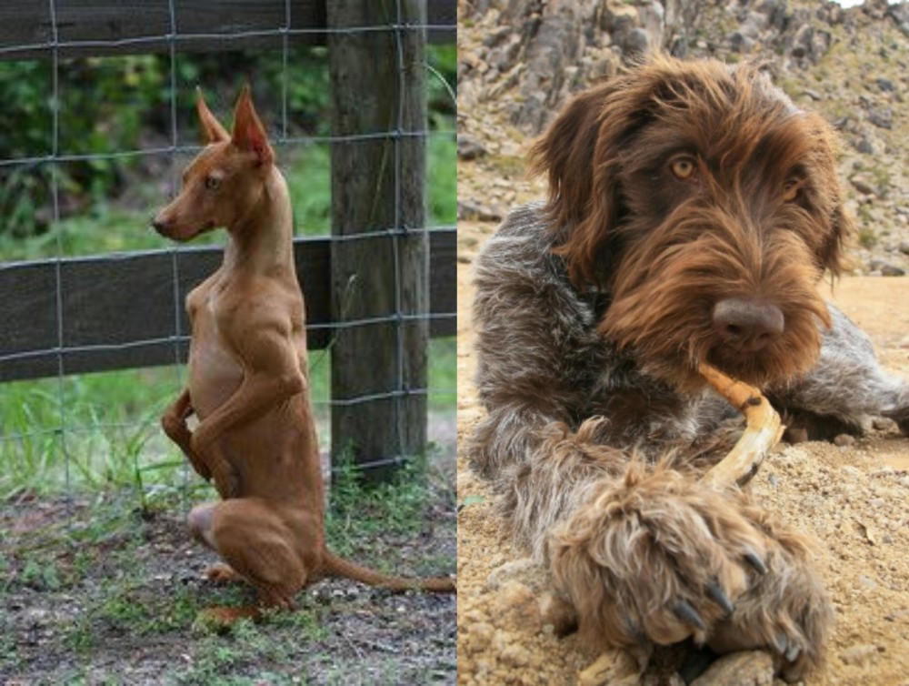 Wirehaired Pointing Griffon vs Podenco Andaluz - Breed Comparison