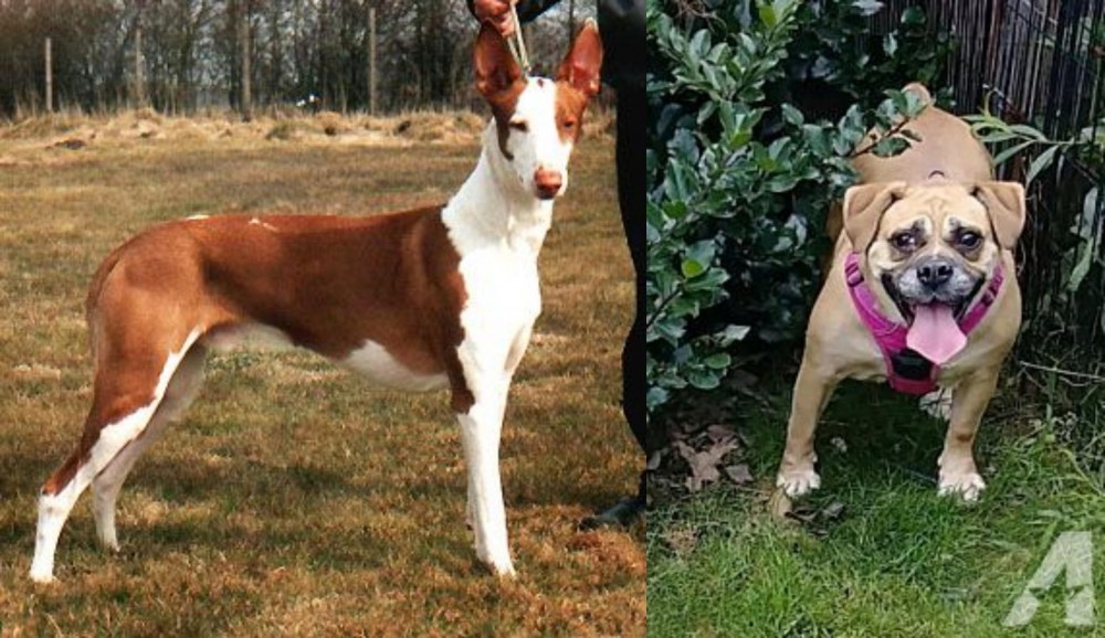 Beabull vs Podenco Canario - Breed Comparison