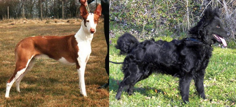 Mudi vs Podenco Canario - Breed Comparison