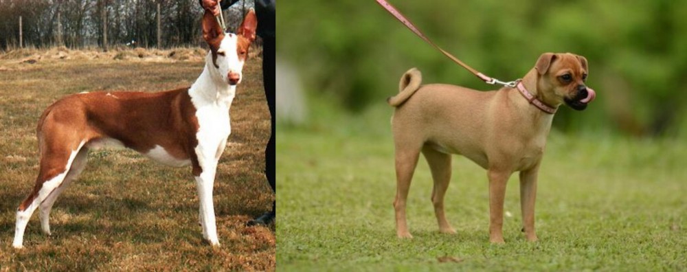 Muggin vs Podenco Canario - Breed Comparison