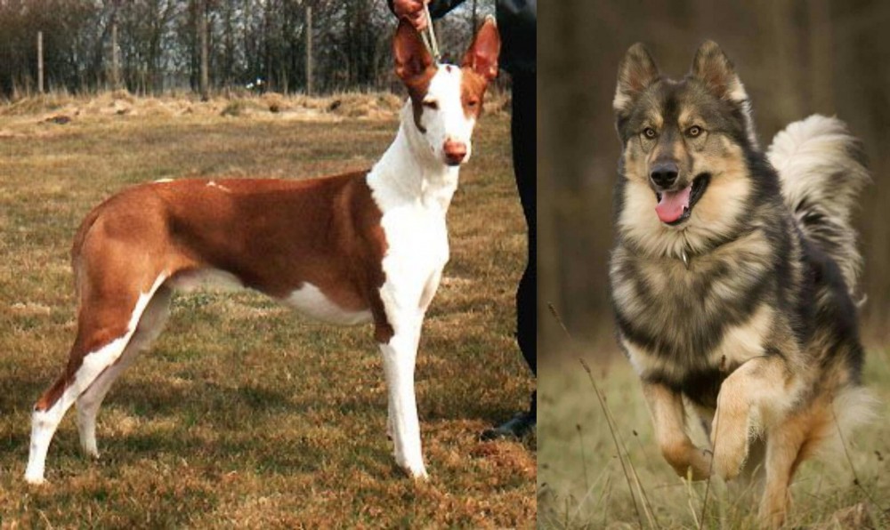 Native American Indian Dog vs Podenco Canario - Breed Comparison