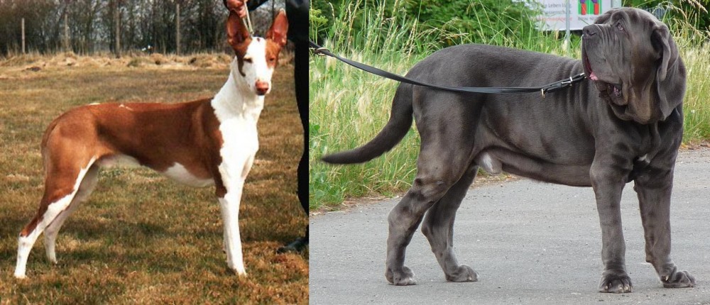 Neapolitan Mastiff vs Podenco Canario - Breed Comparison