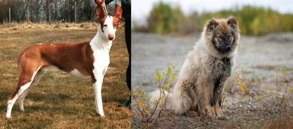 Nenets Herding Laika vs Podenco Canario - Breed Comparison