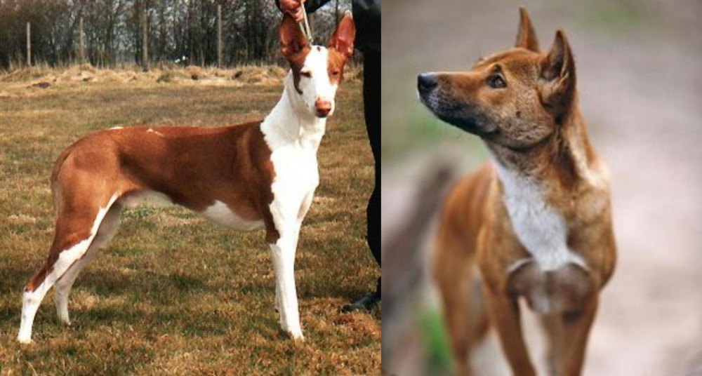 New Guinea Singing Dog vs Podenco Canario - Breed Comparison