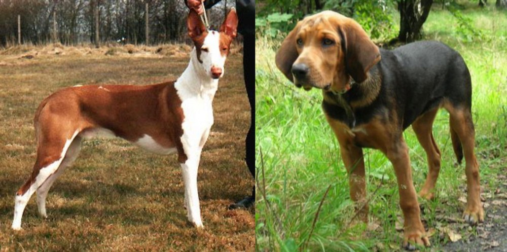 Polish Hound vs Podenco Canario - Breed Comparison
