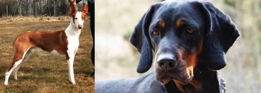 Polish Hunting Dog vs Podenco Canario - Breed Comparison