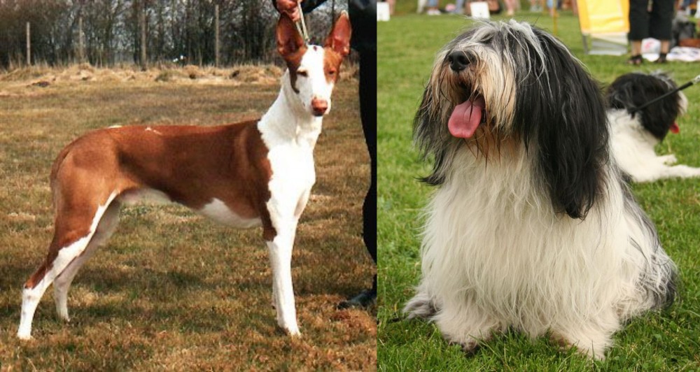 Polish Lowland Sheepdog vs Podenco Canario - Breed Comparison