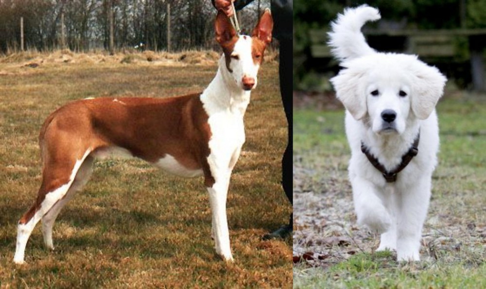 Polish Tatra Sheepdog vs Podenco Canario - Breed Comparison