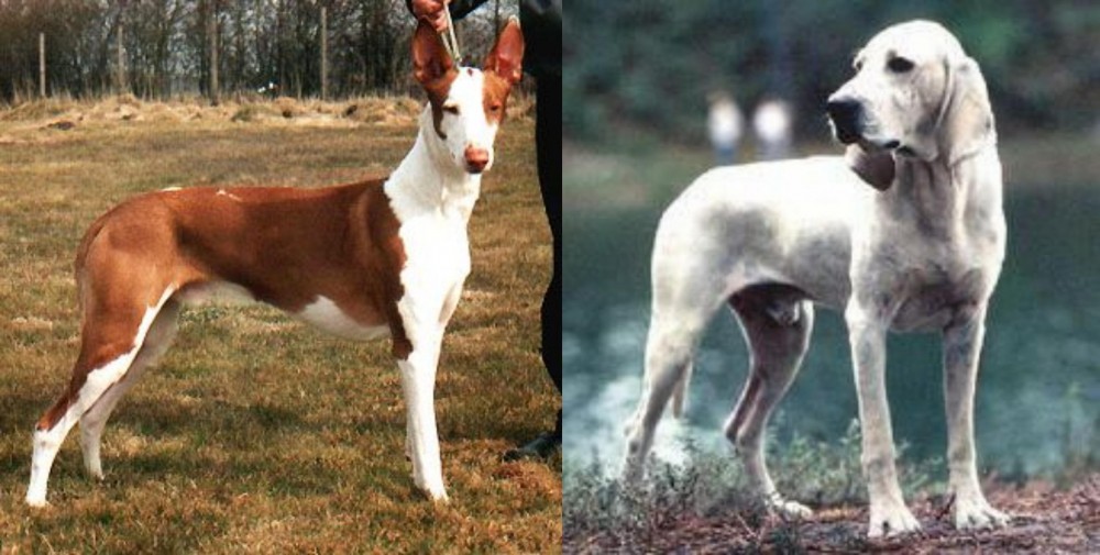 Porcelaine vs Podenco Canario - Breed Comparison