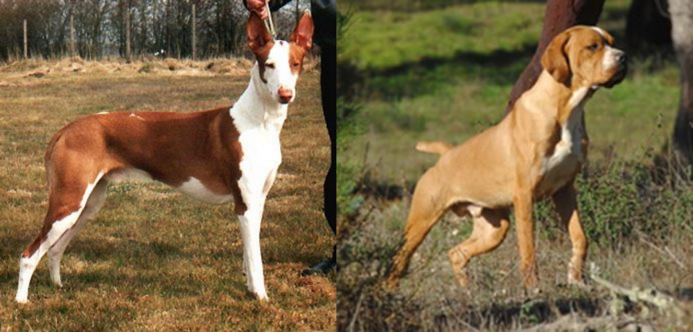 Portuguese Pointer vs Podenco Canario - Breed Comparison