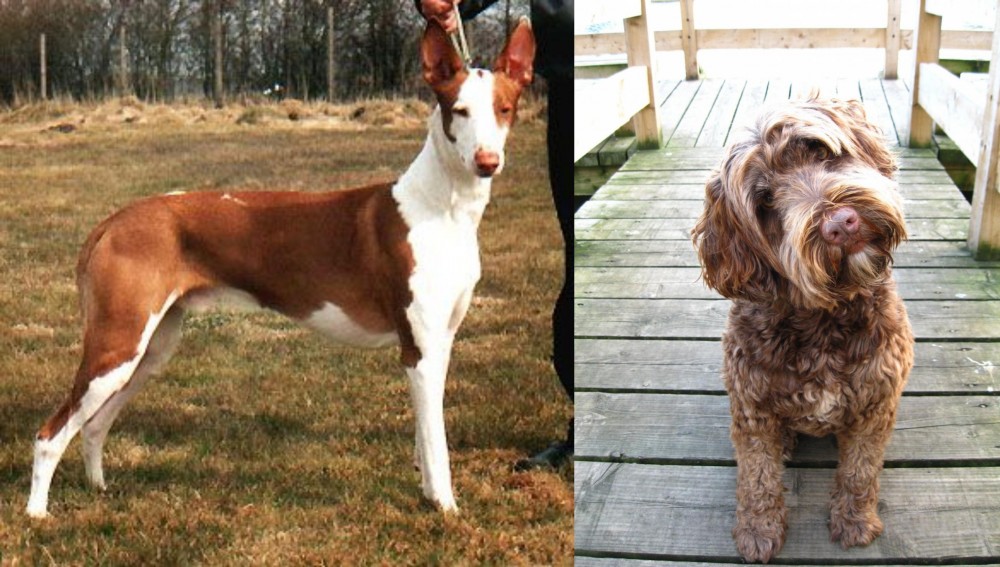 Portuguese Water Dog vs Podenco Canario - Breed Comparison