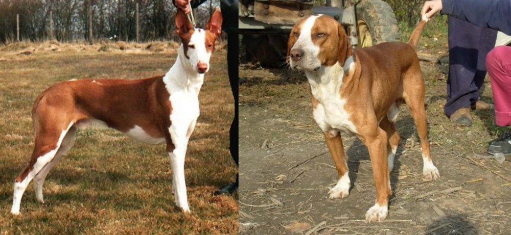 Posavac Hound vs Podenco Canario - Breed Comparison