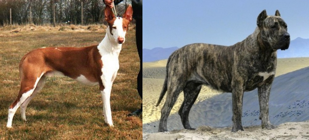 Presa Canario vs Podenco Canario - Breed Comparison