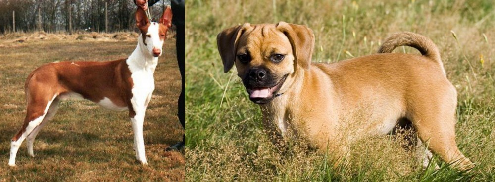 Puggle vs Podenco Canario - Breed Comparison
