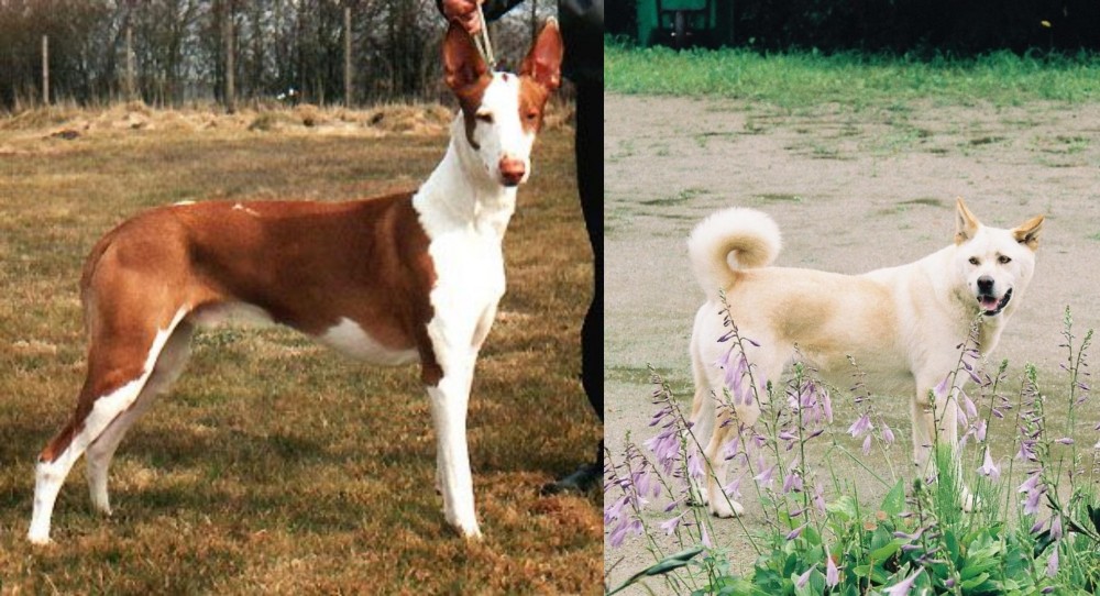 Pungsan Dog vs Podenco Canario - Breed Comparison