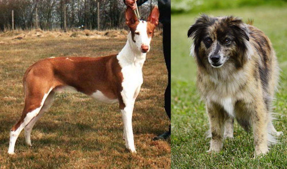 Pyrenean Shepherd vs Podenco Canario - Breed Comparison