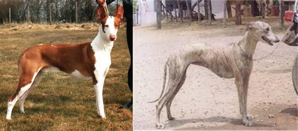 Rampur Greyhound vs Podenco Canario - Breed Comparison
