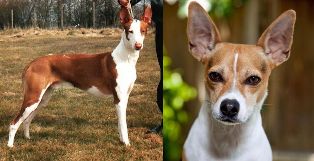 Rat Terrier vs Podenco Canario - Breed Comparison
