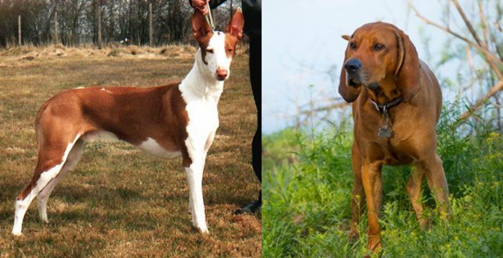 Redbone Coonhound vs Podenco Canario - Breed Comparison