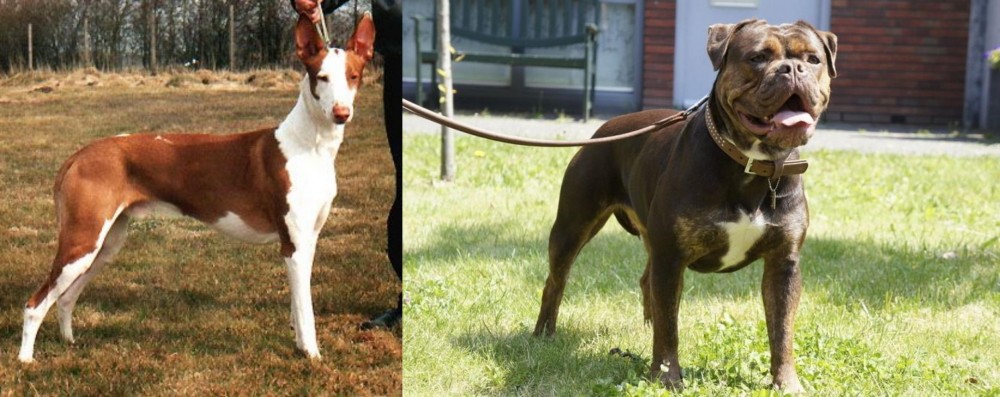 Renascence Bulldogge vs Podenco Canario - Breed Comparison