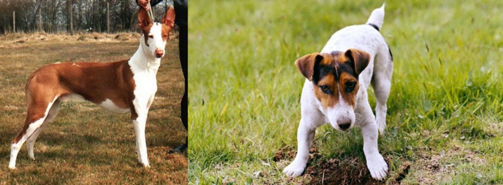 Russell Terrier vs Podenco Canario - Breed Comparison