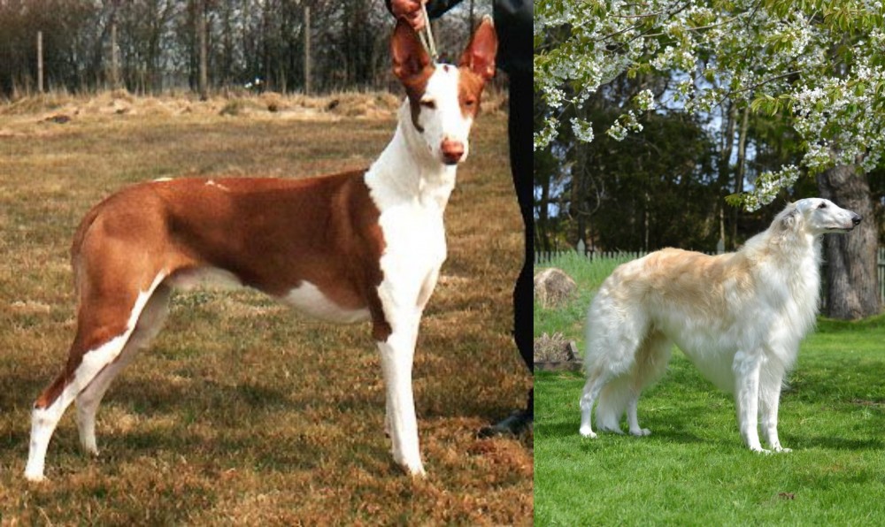 Russian Hound vs Podenco Canario - Breed Comparison