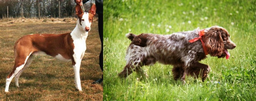 Russian Spaniel vs Podenco Canario - Breed Comparison